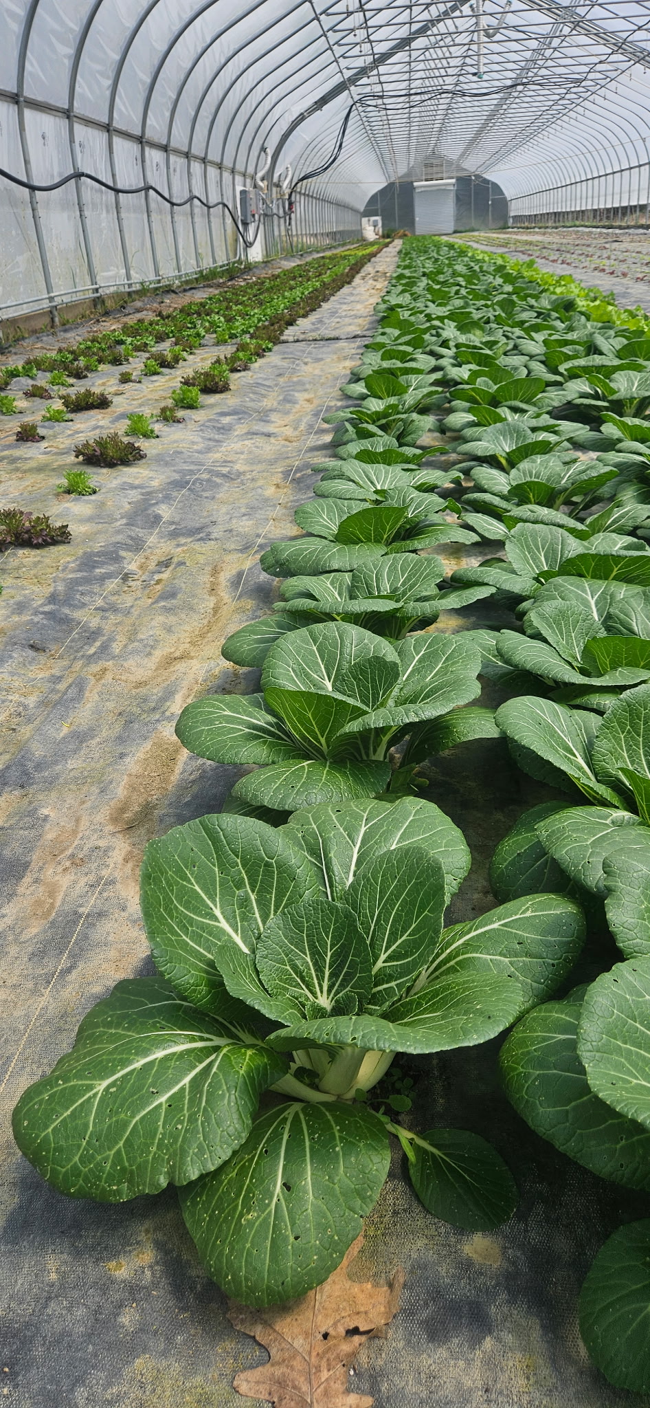 Rows of leafy cabbage plants growing in a field