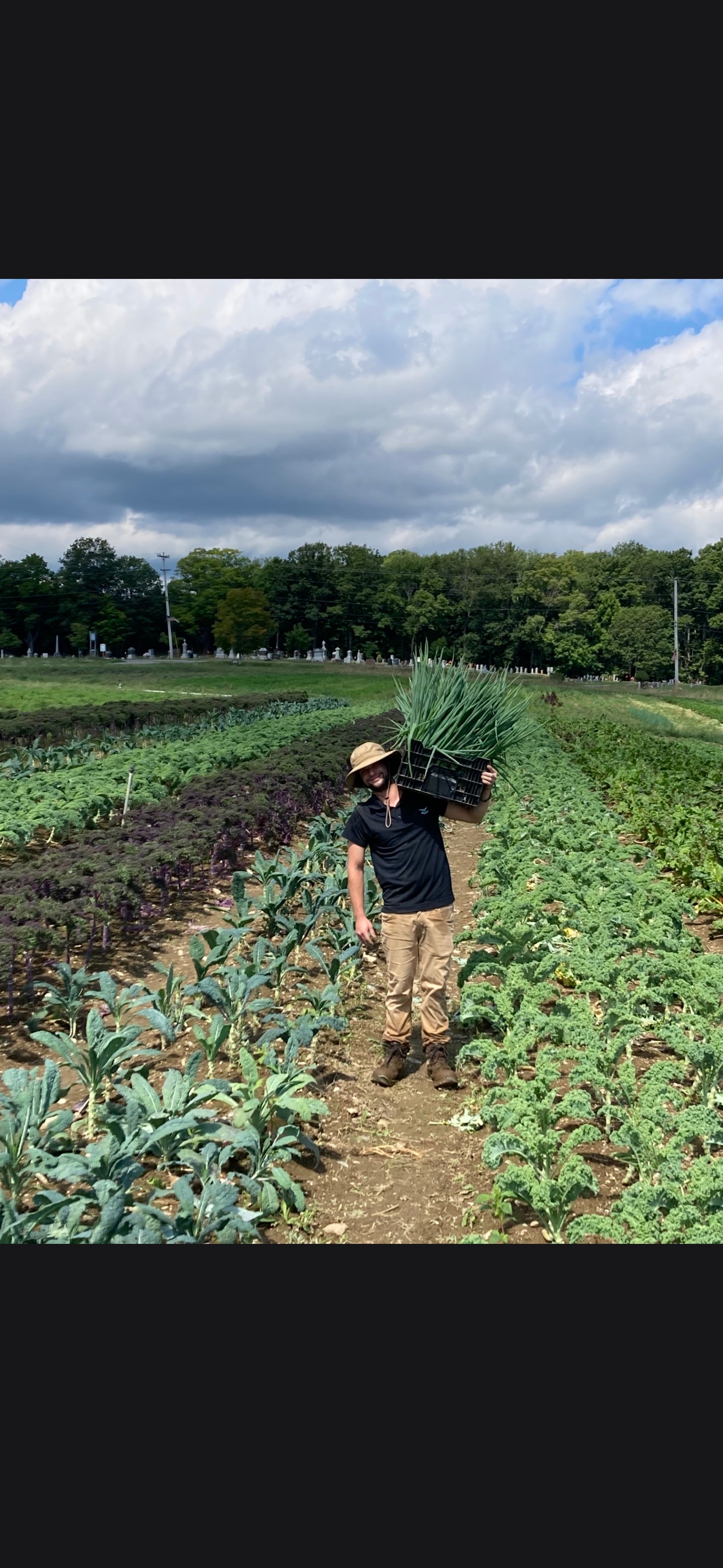 Farmer carrying freshly harvested green onions through a field