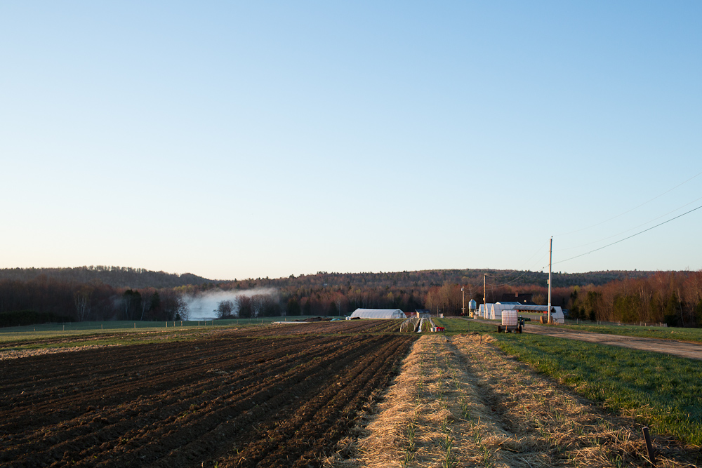 Cultivated field and farm buildings in evening light