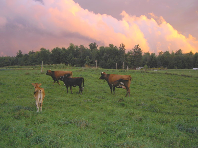 Cattle grazing beneath a colorful evening sky