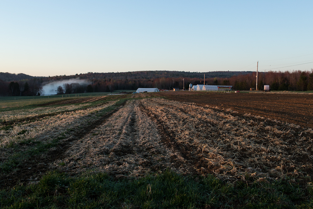 Long rows of a cultivated farm field at sunset