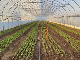 Rows of leafy greens growing inside a greenhouse