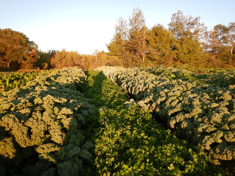 Flowering crop field in golden evening light