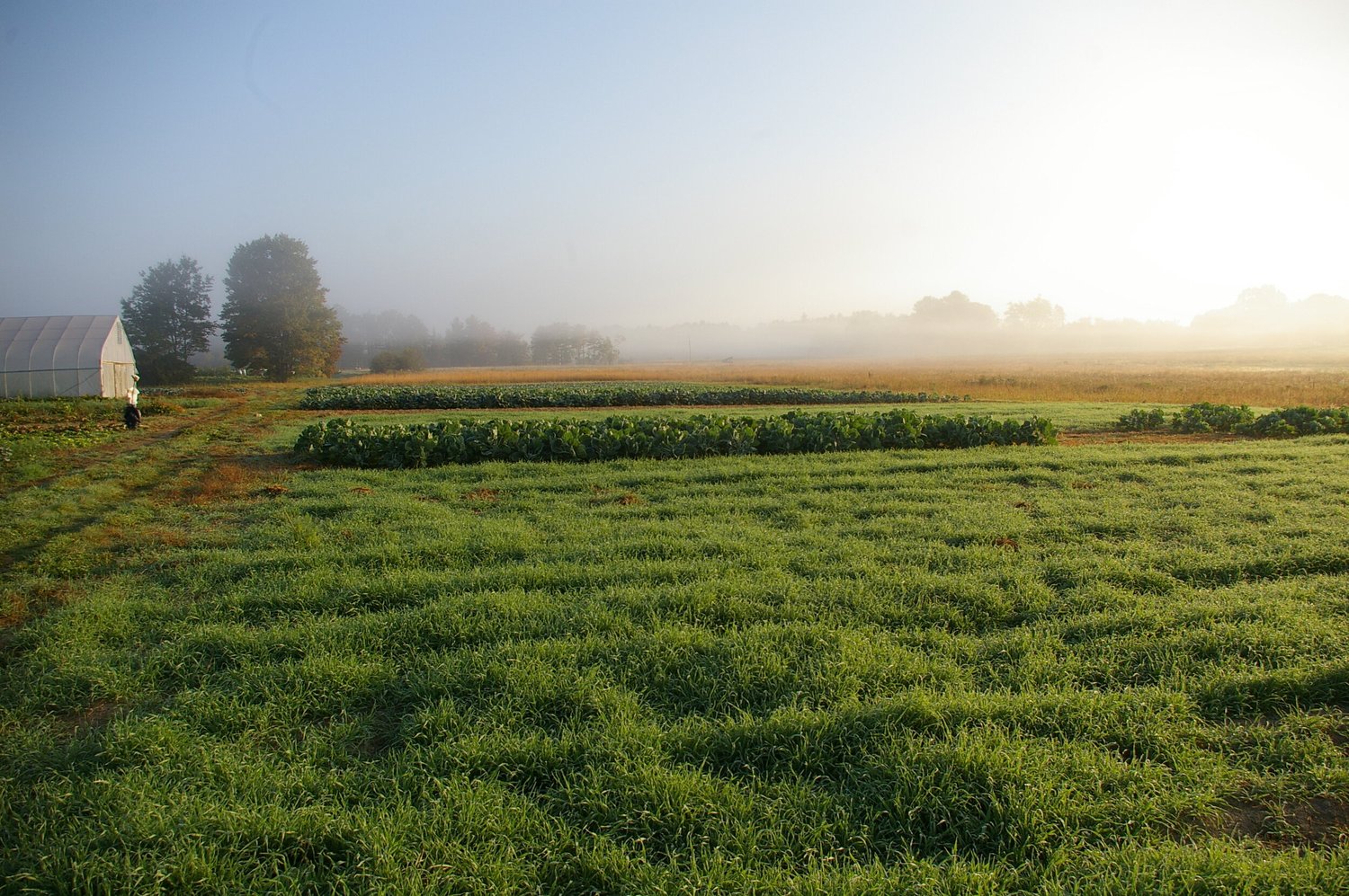 Farm fields in the early morning mist
